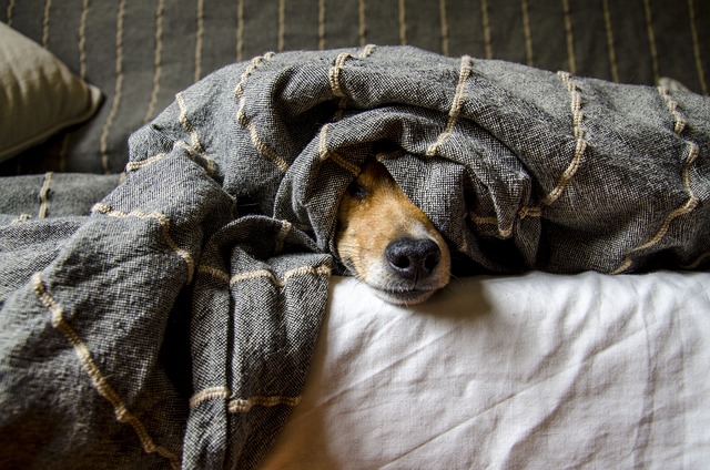 Het belang van probiotica voor de gezondheid van je hond
