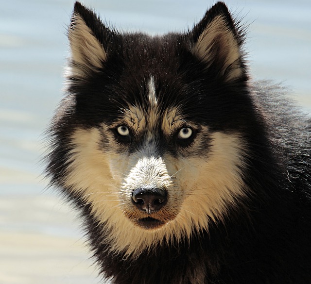Het leven met een grote hond: tips en ervaringen