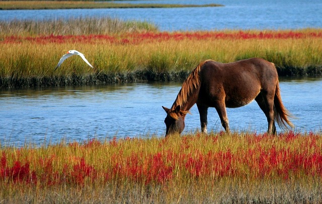 Van ras tot ruiter: een reis door de wereld van paardenrassen, verzorging, sport en cultuur